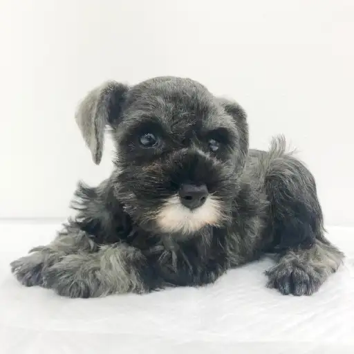 ミニチュア・シュナウザー