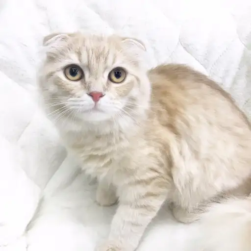 スコティッシュフォールド