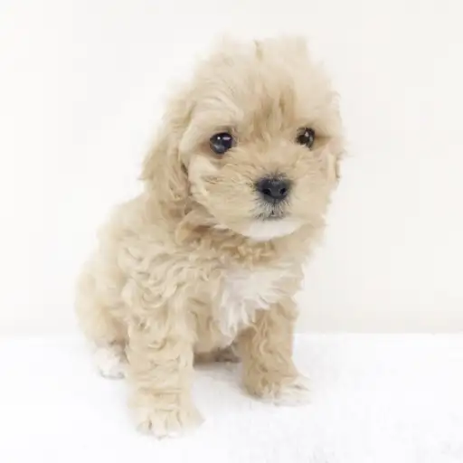 MIX（トイプードル×マルチーズ）