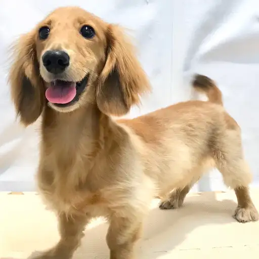 ミニチュア・ダックスフント