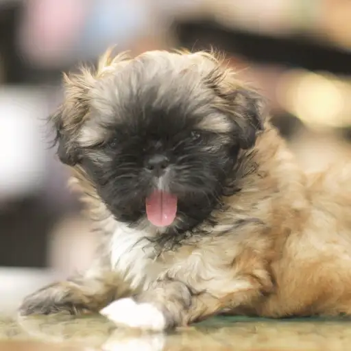 MIX（ペキニーズ×シーズー）