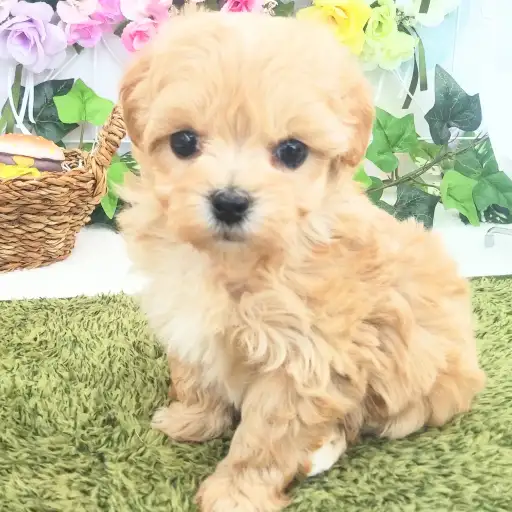 MIX（トイプードル×マルチーズ）