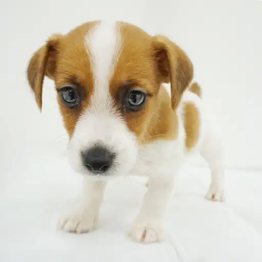 ジャックラッセルテリア