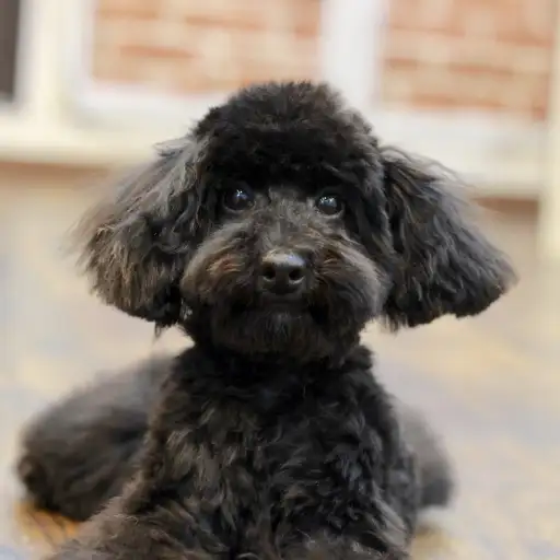 トイ・プードル