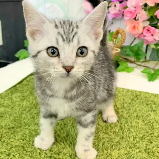 アメリカンショートヘア