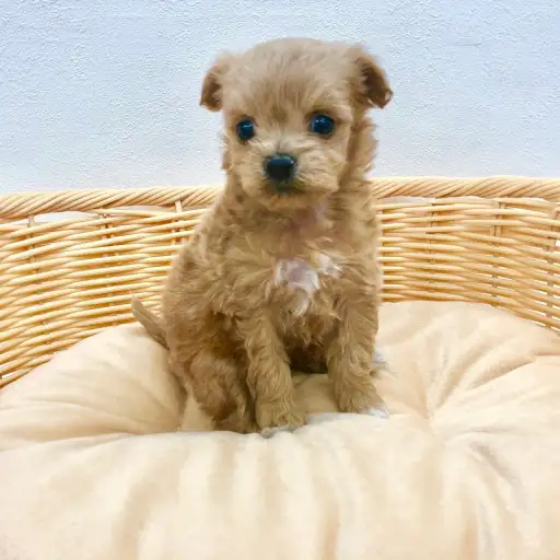 MIX（トイプードル×チワワ）