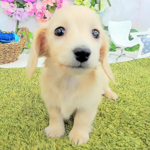 ミニチュア・ダックスフント