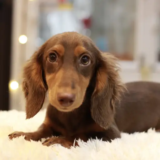 ミニチュア・ダックスフント