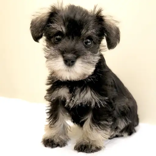 ミニチュア・シュナウザー