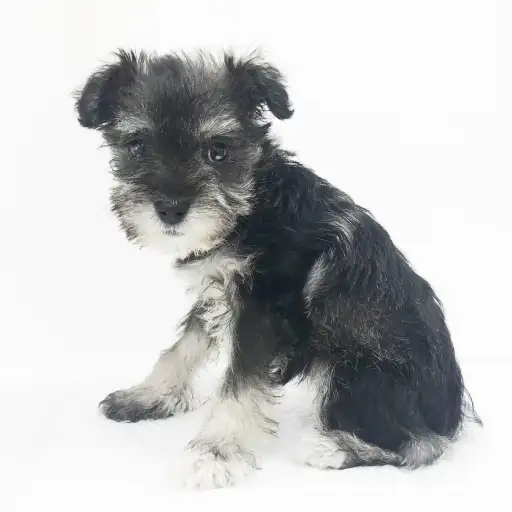 ミニチュア・シュナウザー