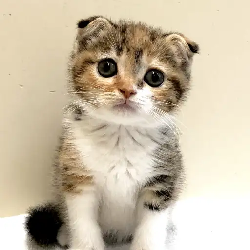 スコティッシュフォールド