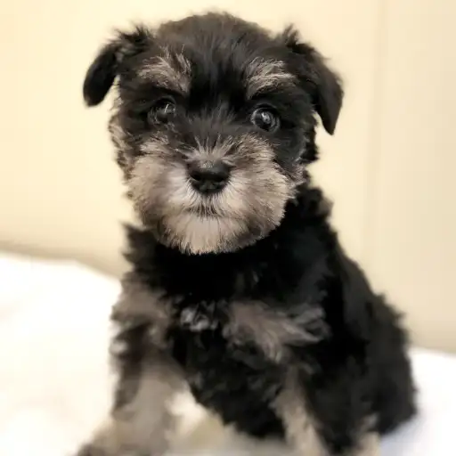 ミニチュア・シュナウザー