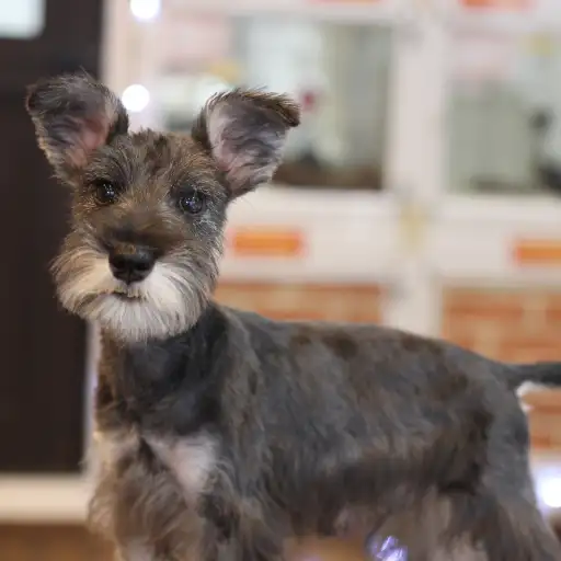 ミニチュア・シュナウザー