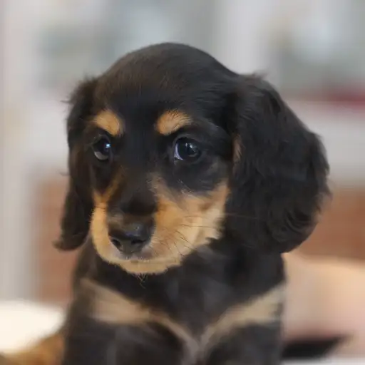 ミニチュア・ダックスフント