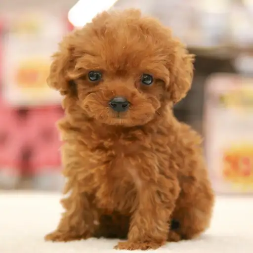 トイ・プードル