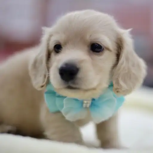 カニンヘン・ダックスフント