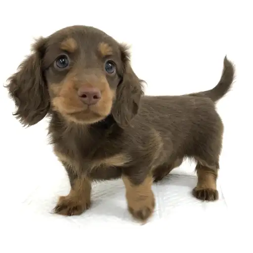 ミニチュア・ダックスフント