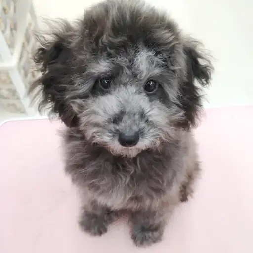 トイ・プードル