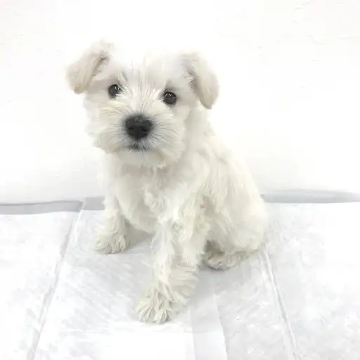 ミニチュア・シュナウザー