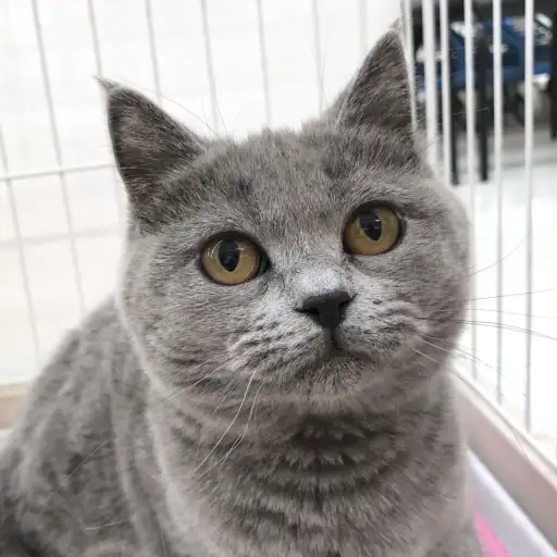 ブリティッシュショートヘア