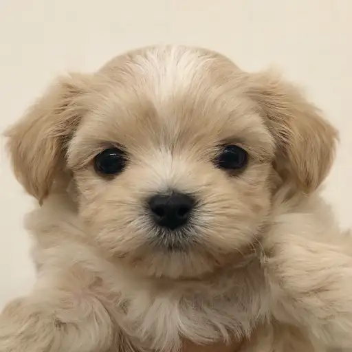 MIX（チワワ×マルチーズ）