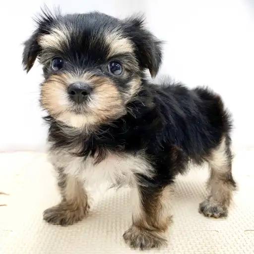 MIX（マルチーズ×ヨークシャーテリア）