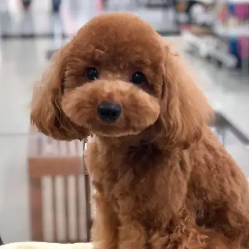 トイ・プードル