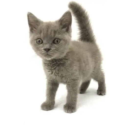 ブリティッシュショートヘア