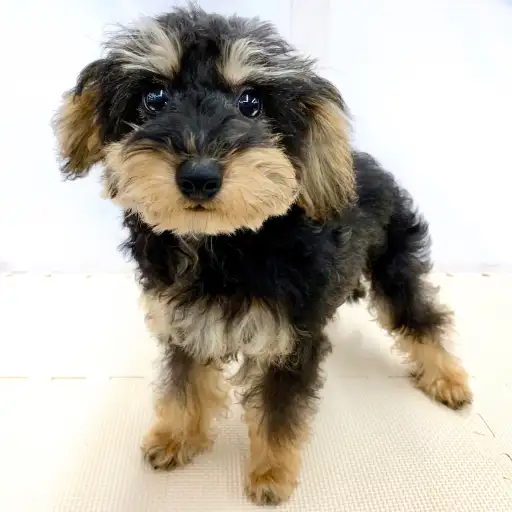 MIX（トイプードル×ミニチュアシュナウザー）