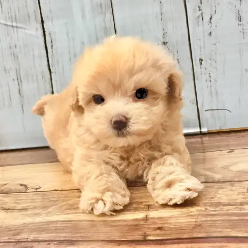 MIX（マルチーズ×トイプードル）