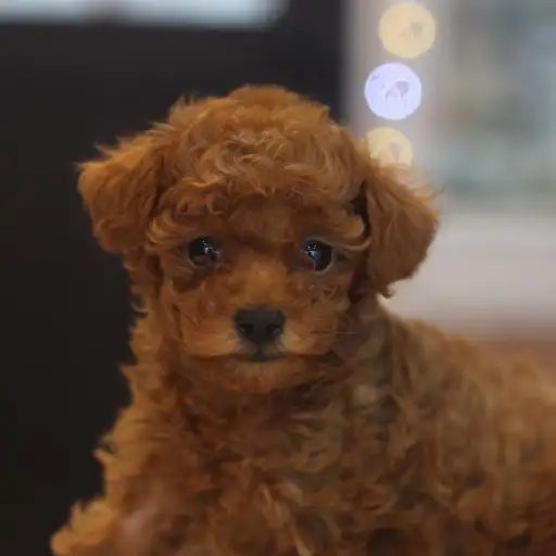 トイ・プードル