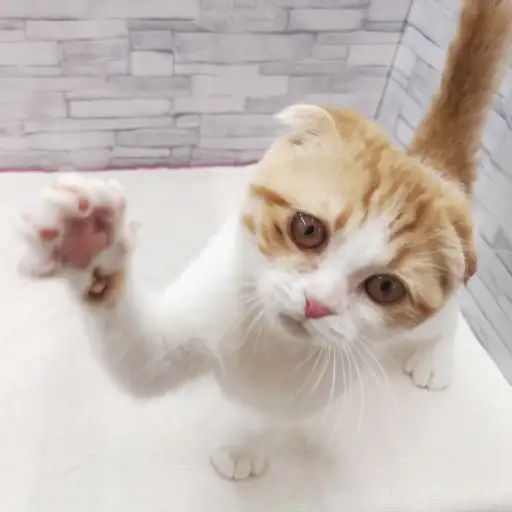 スコティッシュフォールド