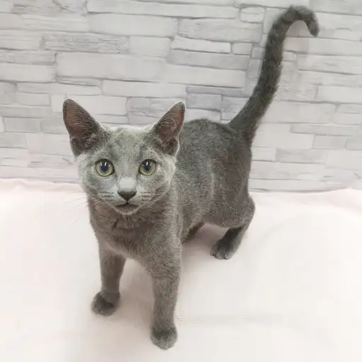 ロシアンブルー