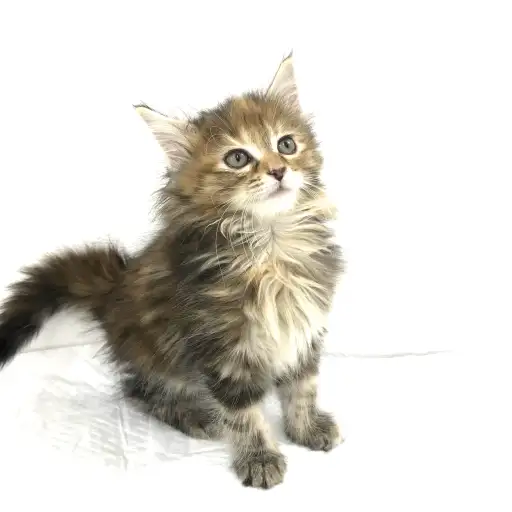 ノルウェージャンフォレストキャット