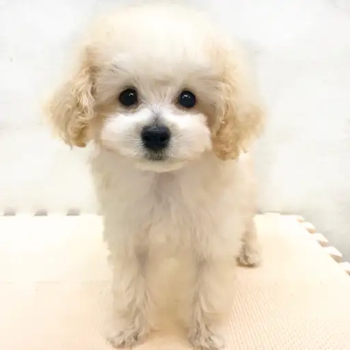 トイ・プードル