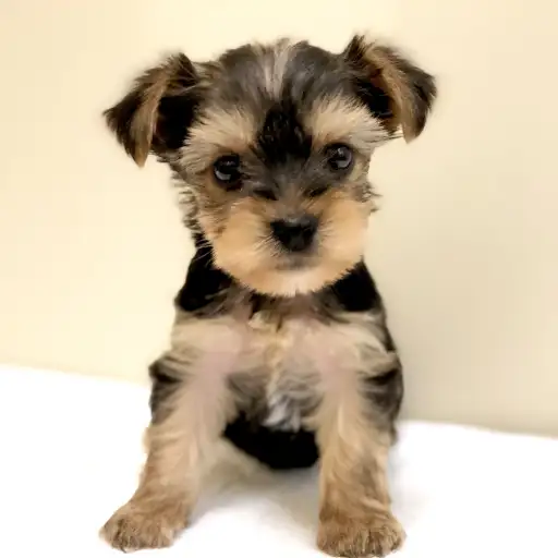 ヨークシャーテリア