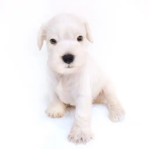 ミニチュア・シュナウザー