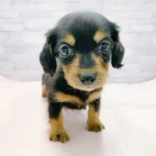 ミニチュア・ダックスフント