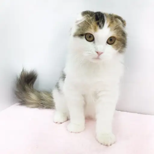 スコティッシュフォールド