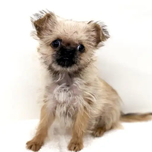 MIX（チワワ×ブリュッセルグリフォン）