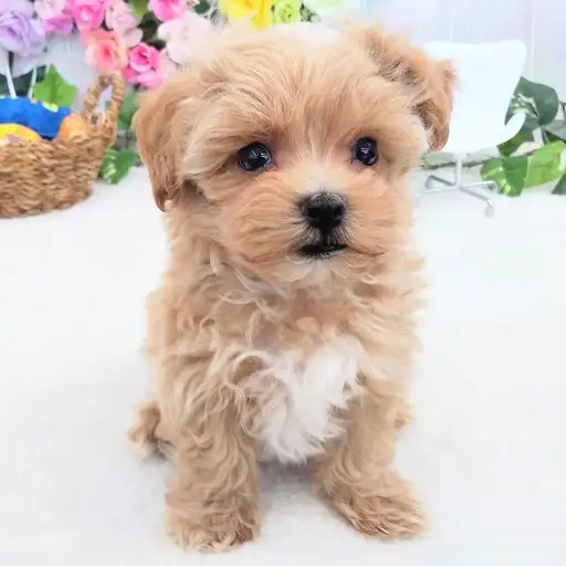 MIX（マルチーズ×トイプードル）