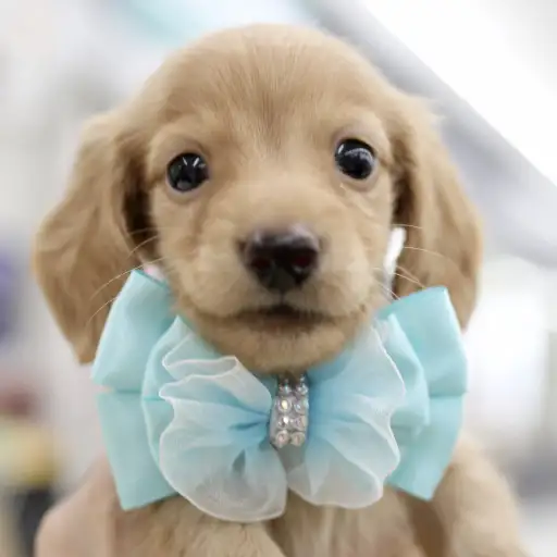 カニンヘン・ダックスフント