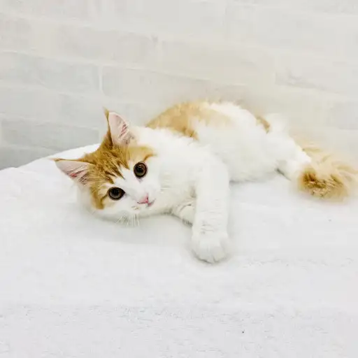 ノルウェージャンフォレストキャット