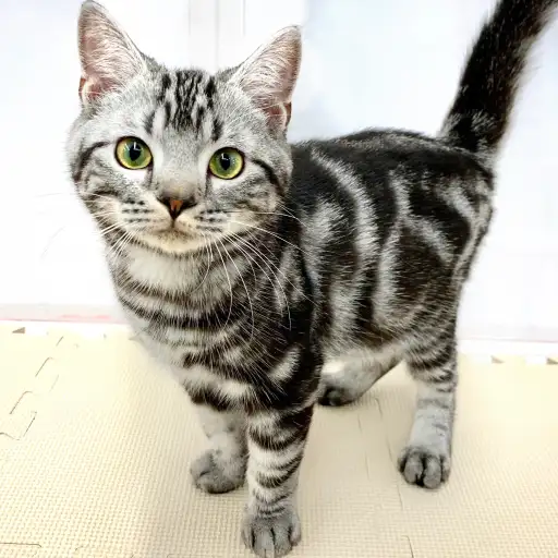 アメリカンショートヘア