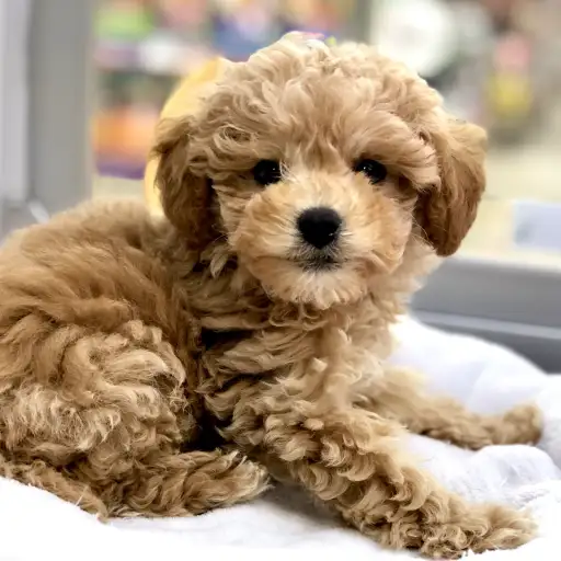 トイ・プードル