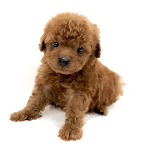 トイ・プードル