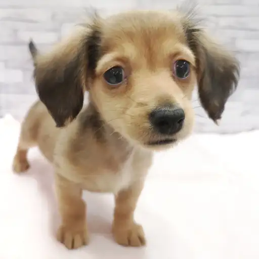 ミニチュア・ダックスフント