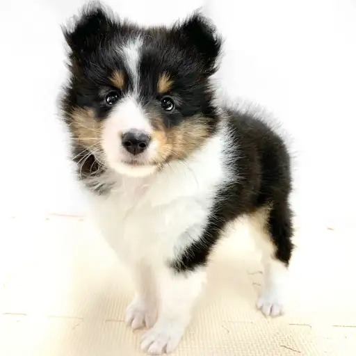 シェットランドシープドッグ