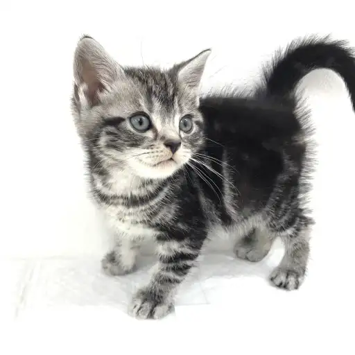 アメリカンショートヘア