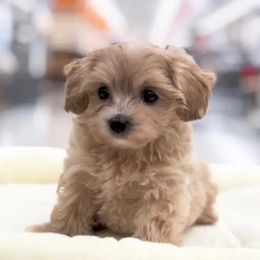 MIX（トイプードル×マルチーズ）